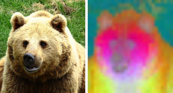 DINO ViT-S/16: a bear beside the PCA of its patch features