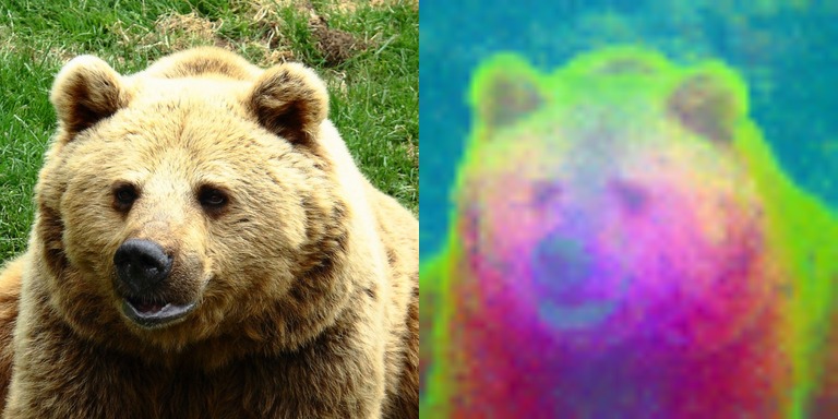 DINO ViT-B/16: a bear beside the PCA of its patch features