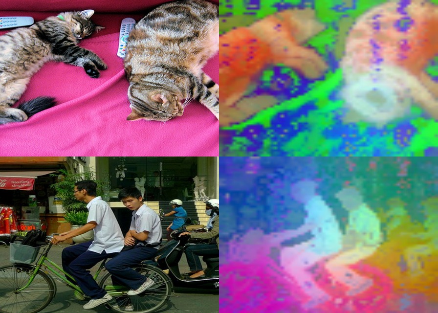 DINOv2 ViT-g/14 (giant) on two cats and a busy street, each beside its feature PCA