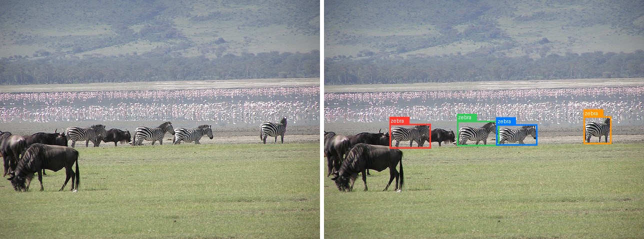 LocateAnything detecting every zebra in a herd on the savanna
